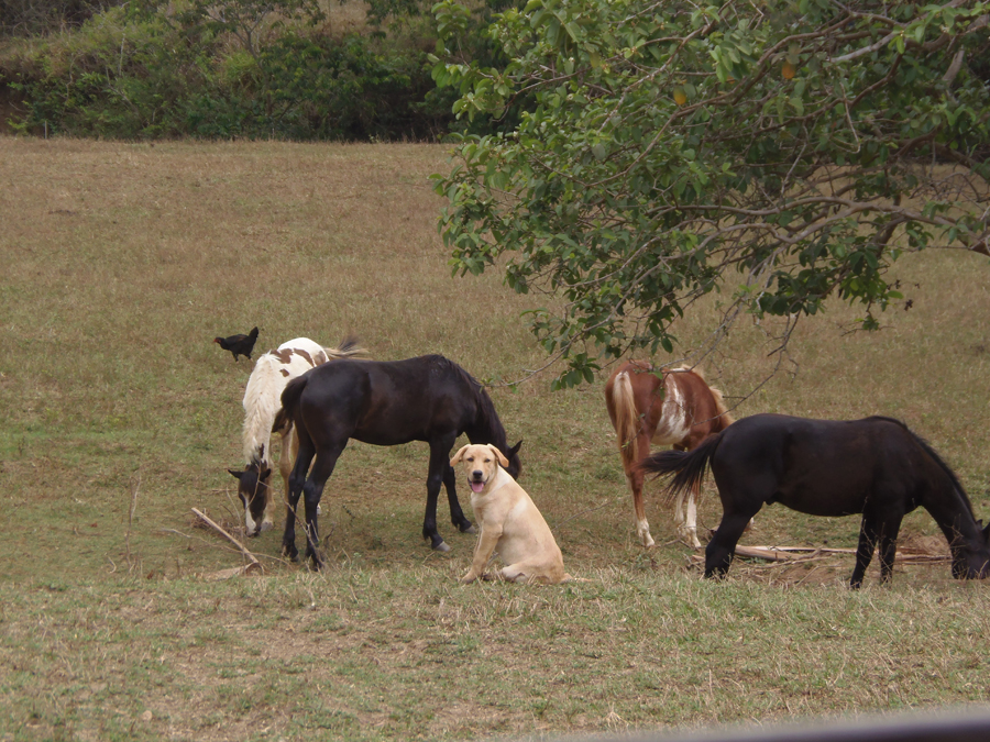 Cachorro passeia em cima de cavalo em fazenda de Pirenópolis; vídeo, Goiás
